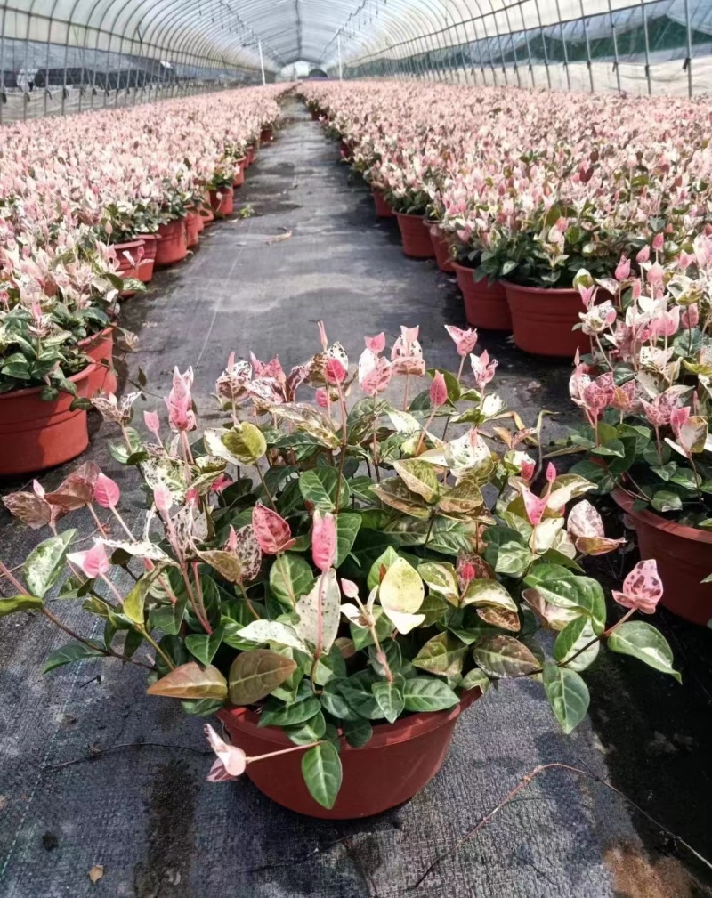 花叶洛石基地，杯苗地苗，色泽鲜艳，植株健壮，各种规格齐全
