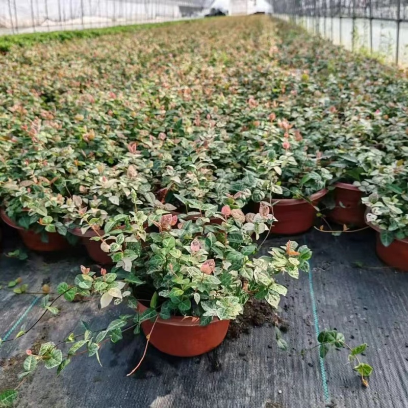 花叶洛石基地，杯苗地苗，色泽鲜艳，植株健壮，各种规格齐全