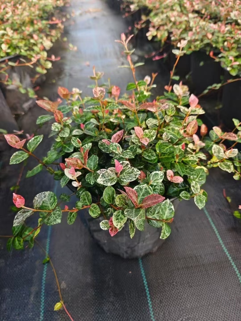 花叶洛石基地，杯苗地苗，色泽鲜艳，植株健壮，各种规格齐全