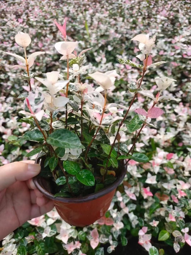 花叶洛石基地，杯苗地苗，色泽鲜艳，植株健壮，各种规格齐全