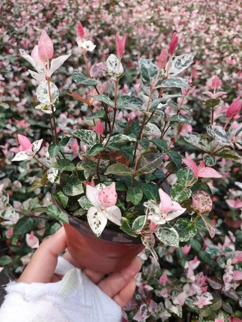 花叶洛石基地，杯苗地苗，色泽鲜艳，植株健壮，各种规格齐全