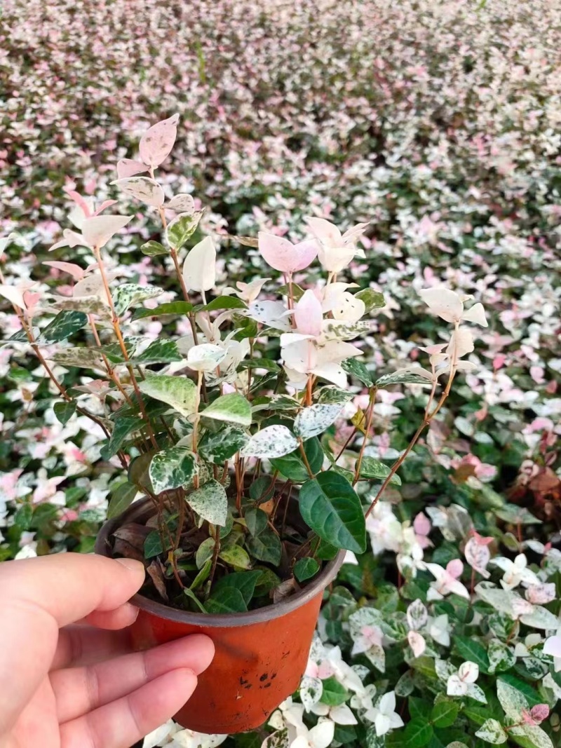 花叶洛石基地，杯苗地苗，色泽鲜艳，植株健壮，各种规格齐全