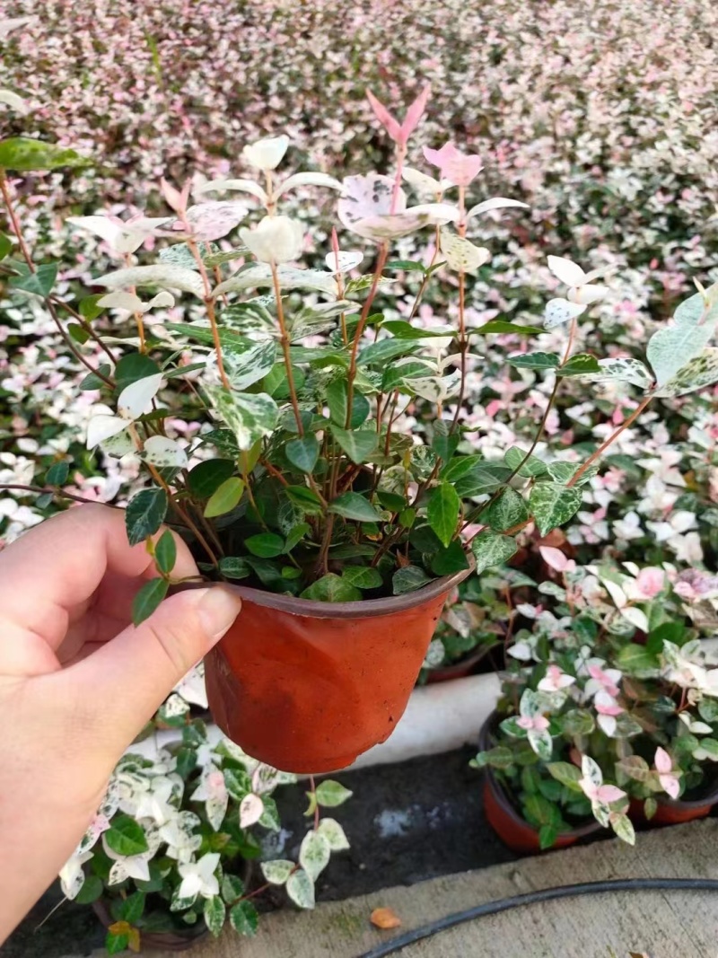 花叶洛石基地，杯苗地苗，色泽鲜艳，植株健壮，各种规格齐全