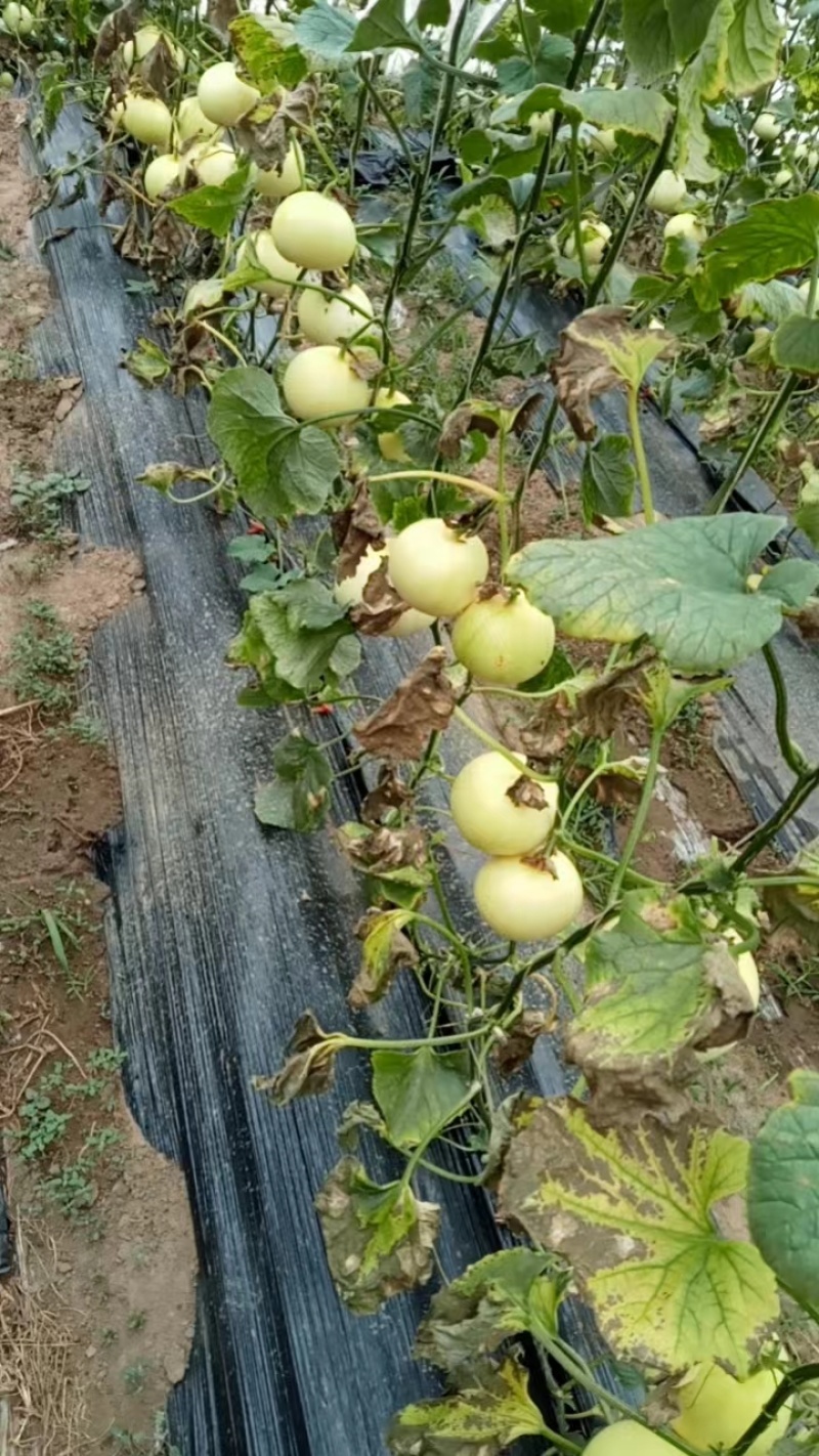 河北省唐山市乐亭县姜各庄镇黄金蜜大量有货