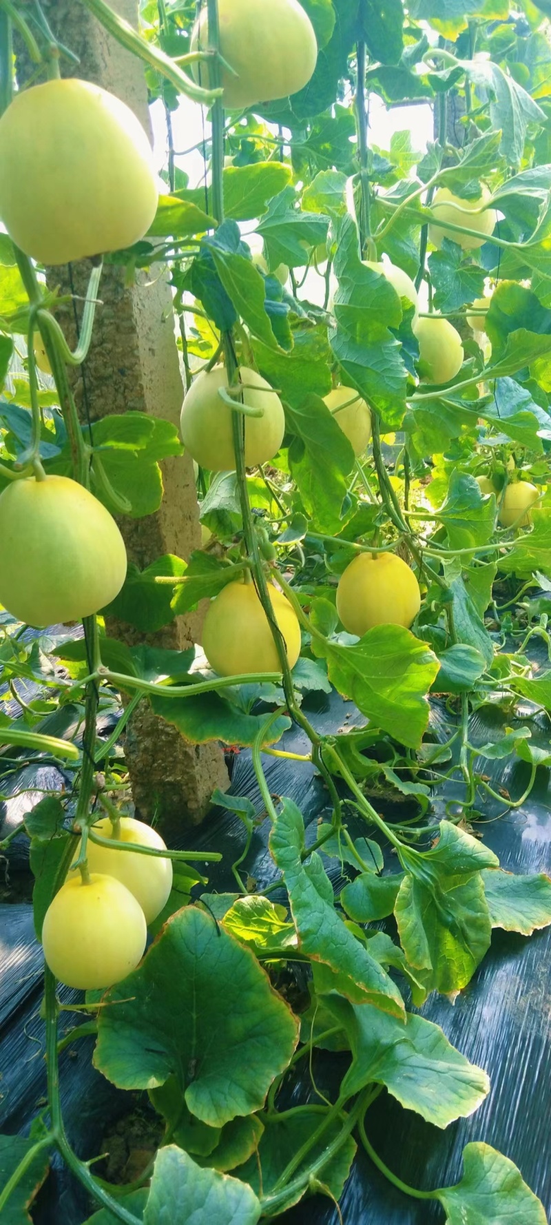 河北省唐山市乐亭县姜各庄镇黄金蜜大量有货