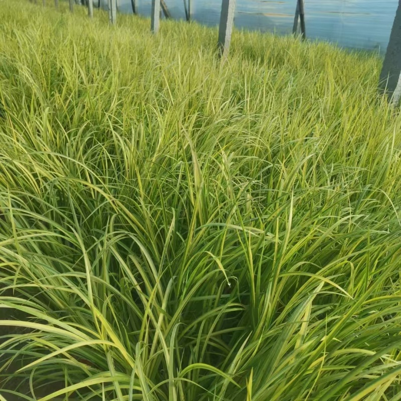 金叶石菖基地，杯苗地苗，色泽鲜艳，植株健壮，各种规格齐全
