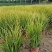 金叶石菖基地，杯苗地苗，色泽鲜艳，植株健壮，各种规格齐全
