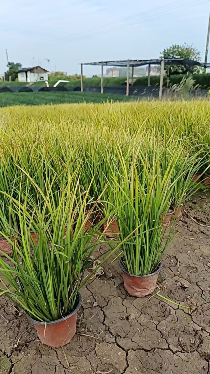 金叶石菖基地，杯苗地苗，色泽鲜艳，植株健壮，各种规格齐全