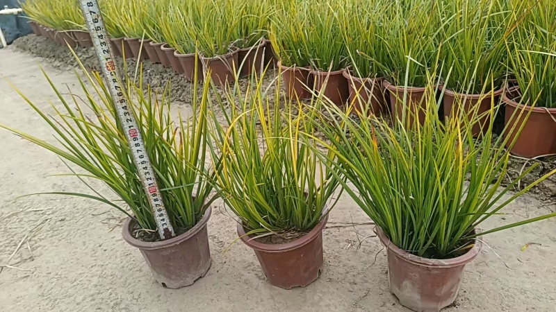金叶石菖基地，杯苗地苗，色泽鲜艳，植株健壮，各种规格齐全