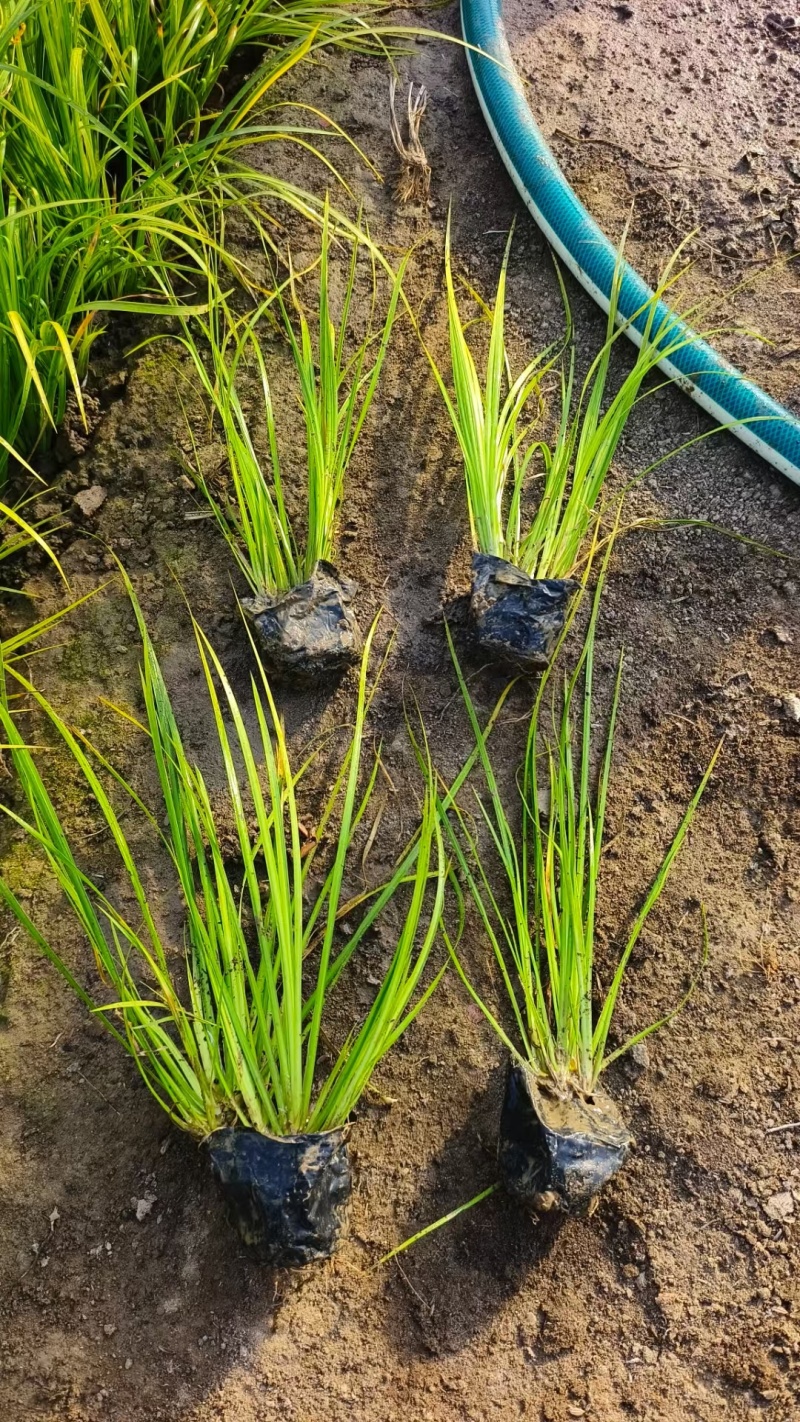 金叶石菖基地，杯苗地苗，色泽鲜艳，植株健壮，各种规格齐全