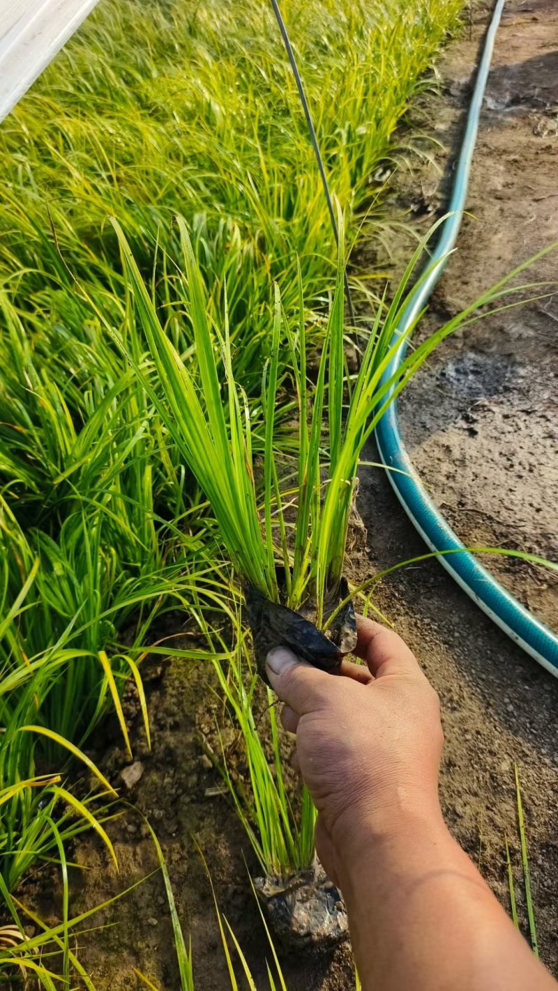 金叶石菖基地，杯苗地苗，色泽鲜艳，植株健壮，各种规格齐全