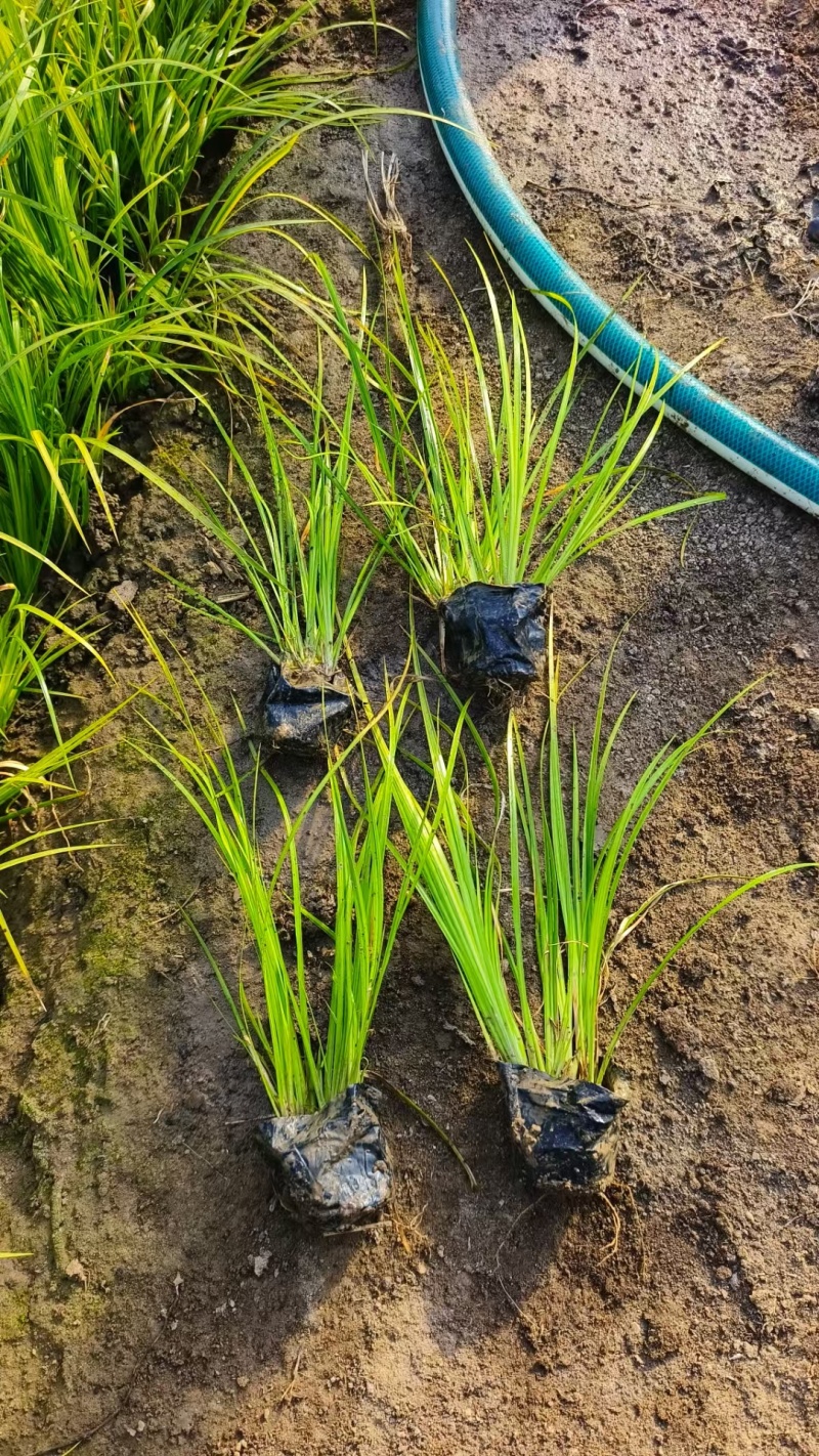 金叶石菖基地，杯苗地苗，色泽鲜艳，植株健壮，各种规格齐全