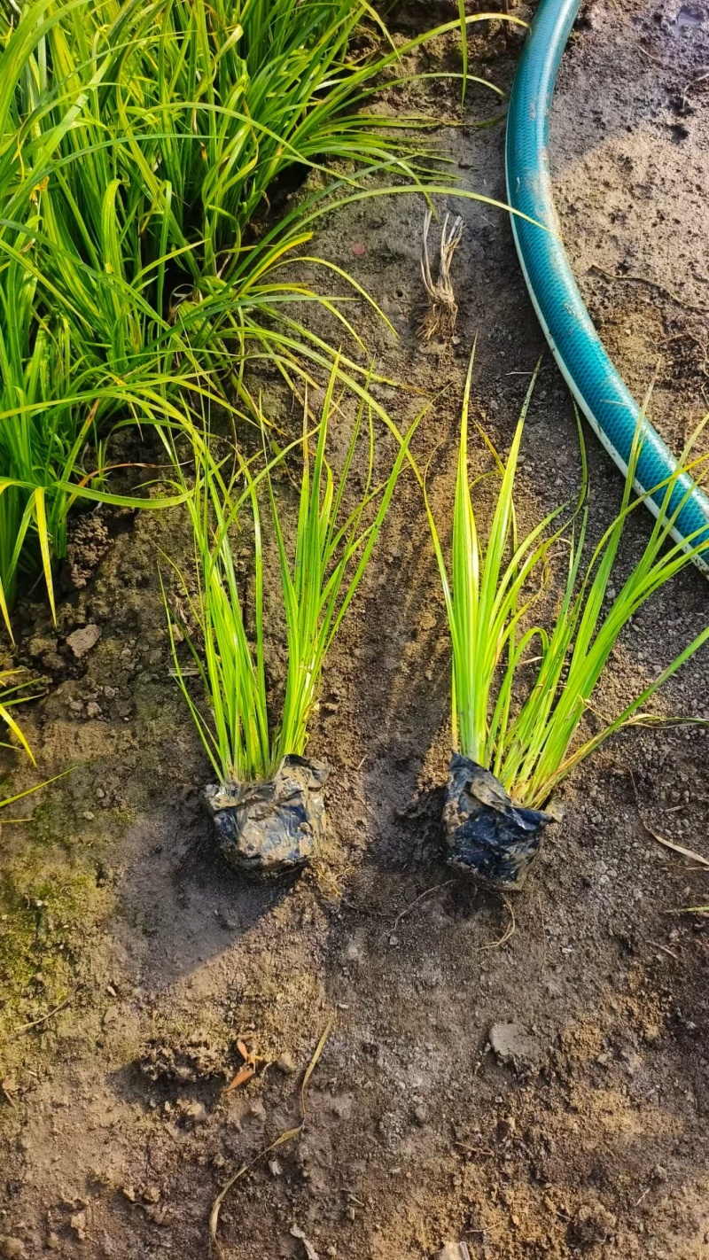 金叶石菖基地，杯苗地苗，色泽鲜艳，植株健壮，各种规格齐全