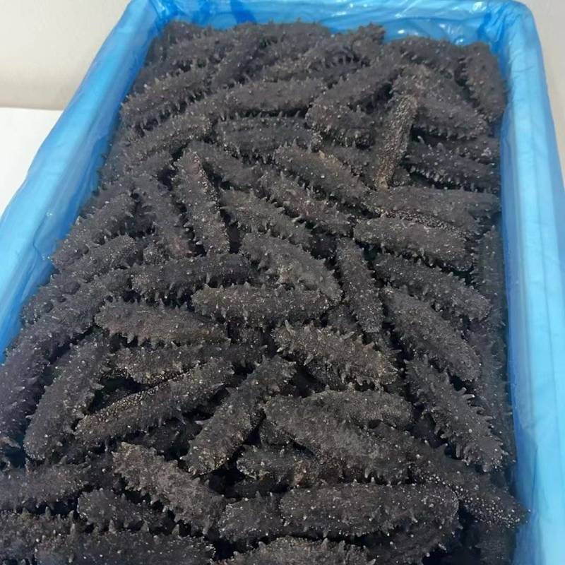 这种海参加工批发，欢迎选购