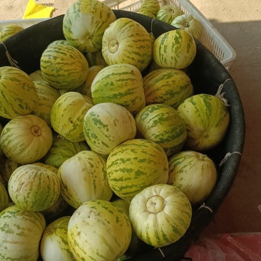 河北省唐山市乐亭姜各庄各种花瓜大量有货