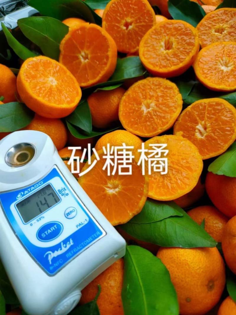 砂糖橘，沃柑大量上市！准备年货的老板们欢迎来骚扰！