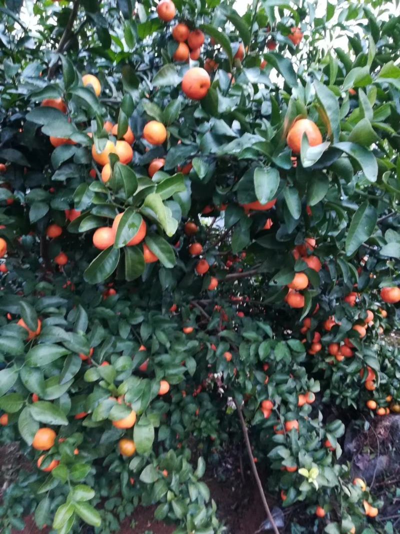 砂糖橘，沃柑大量上市！准备年货的老板们欢迎来骚扰！