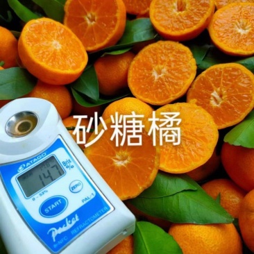 砂糖橘，沃柑大量上市！准备年货的老板们欢迎来骚扰！