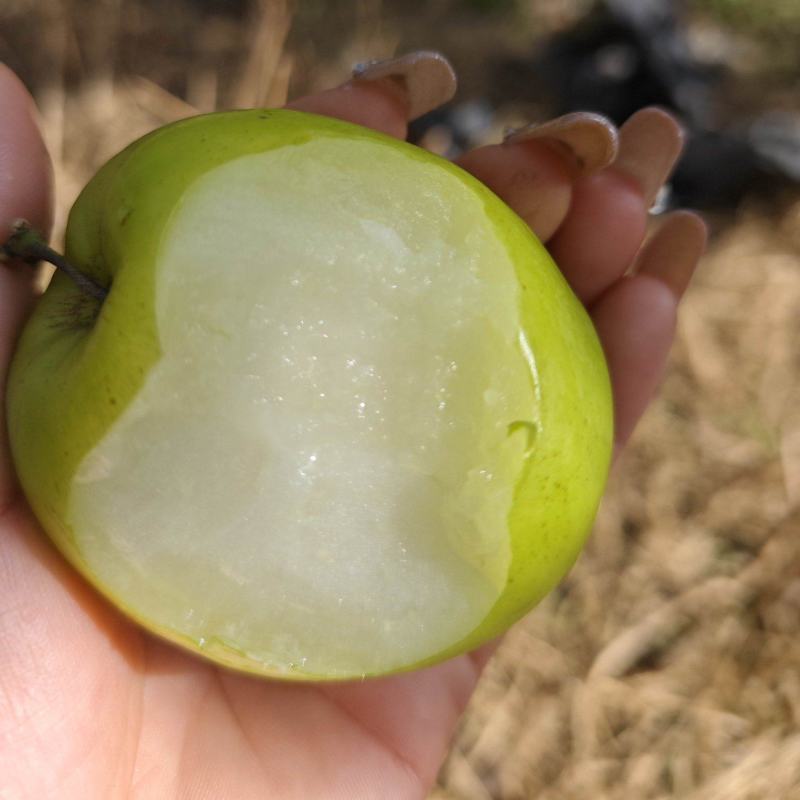 脆甜多汁爽口解腻西双版纳苹果枣