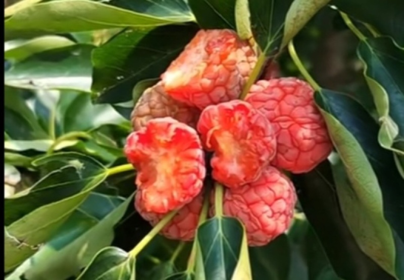 无籽柘果树苗
