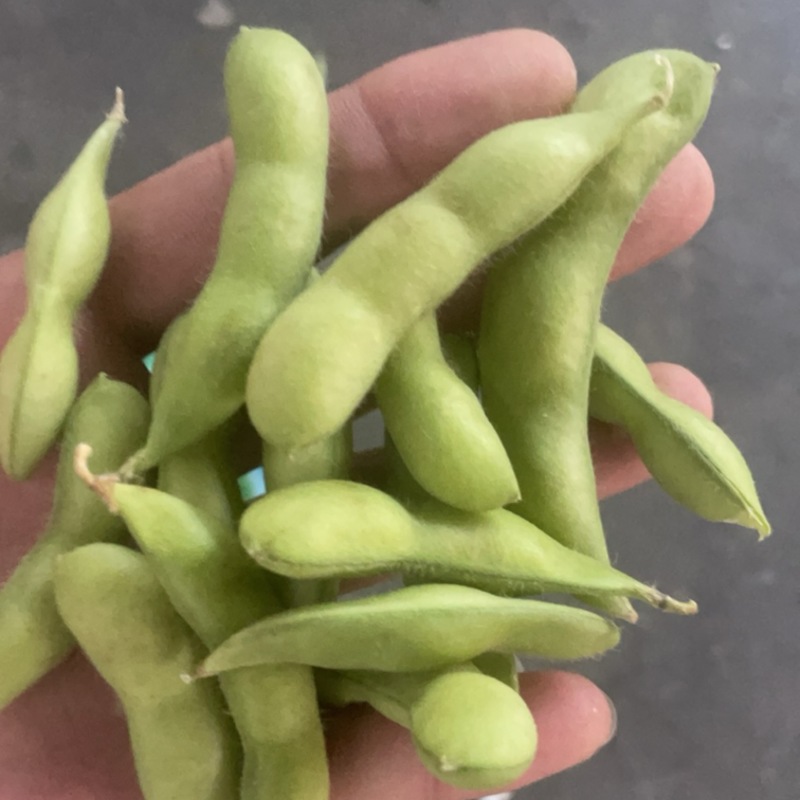 大量供精品64毛豆不段货嘉兴提货