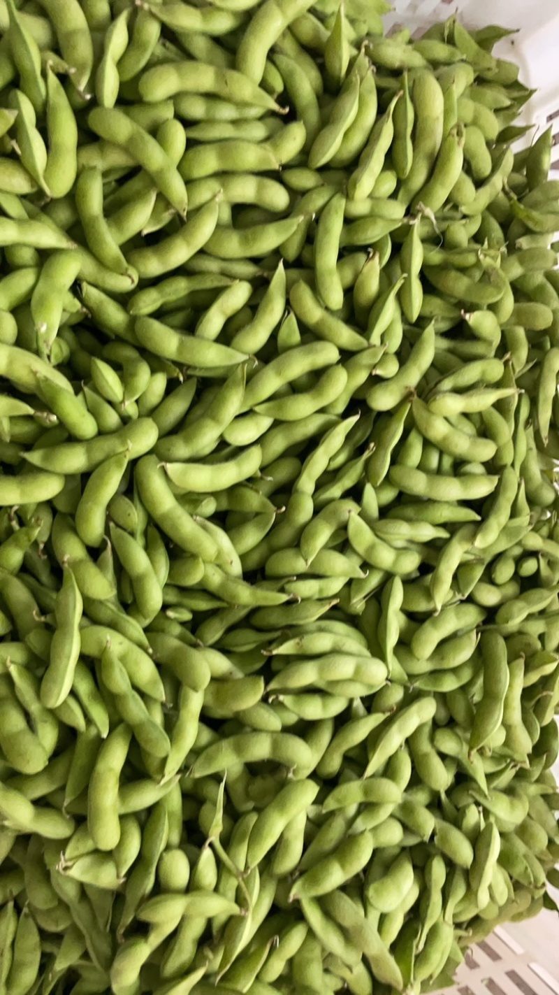 大量供精品64毛豆不段货嘉兴提货