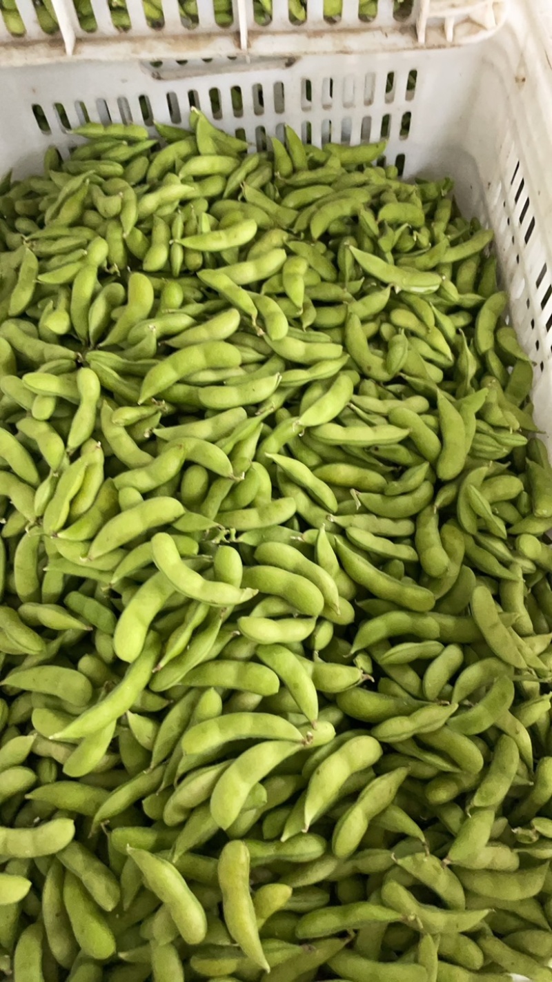 大量供精品64毛豆不段货嘉兴提货