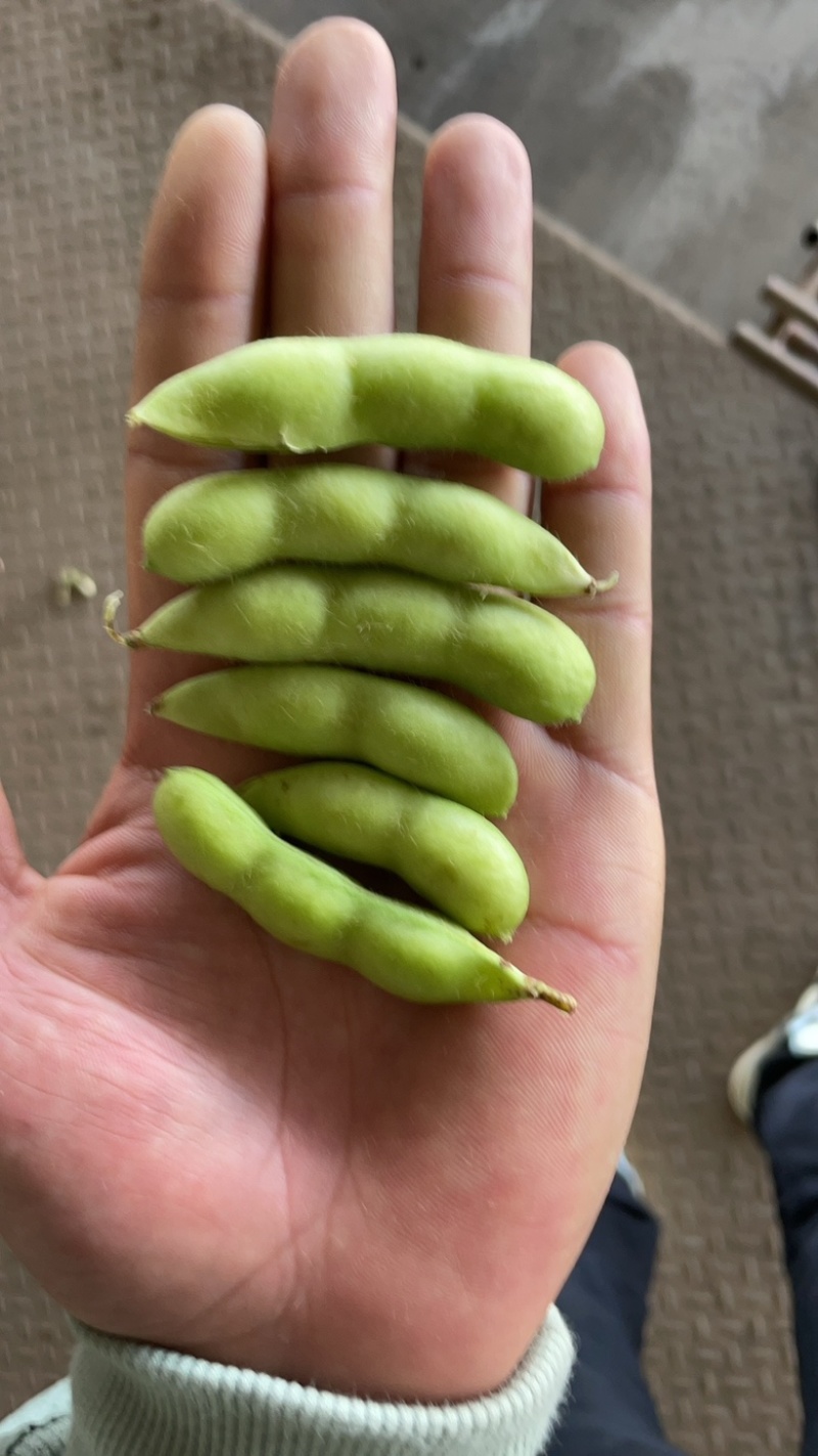 大量供精品64毛豆不段货嘉兴提货