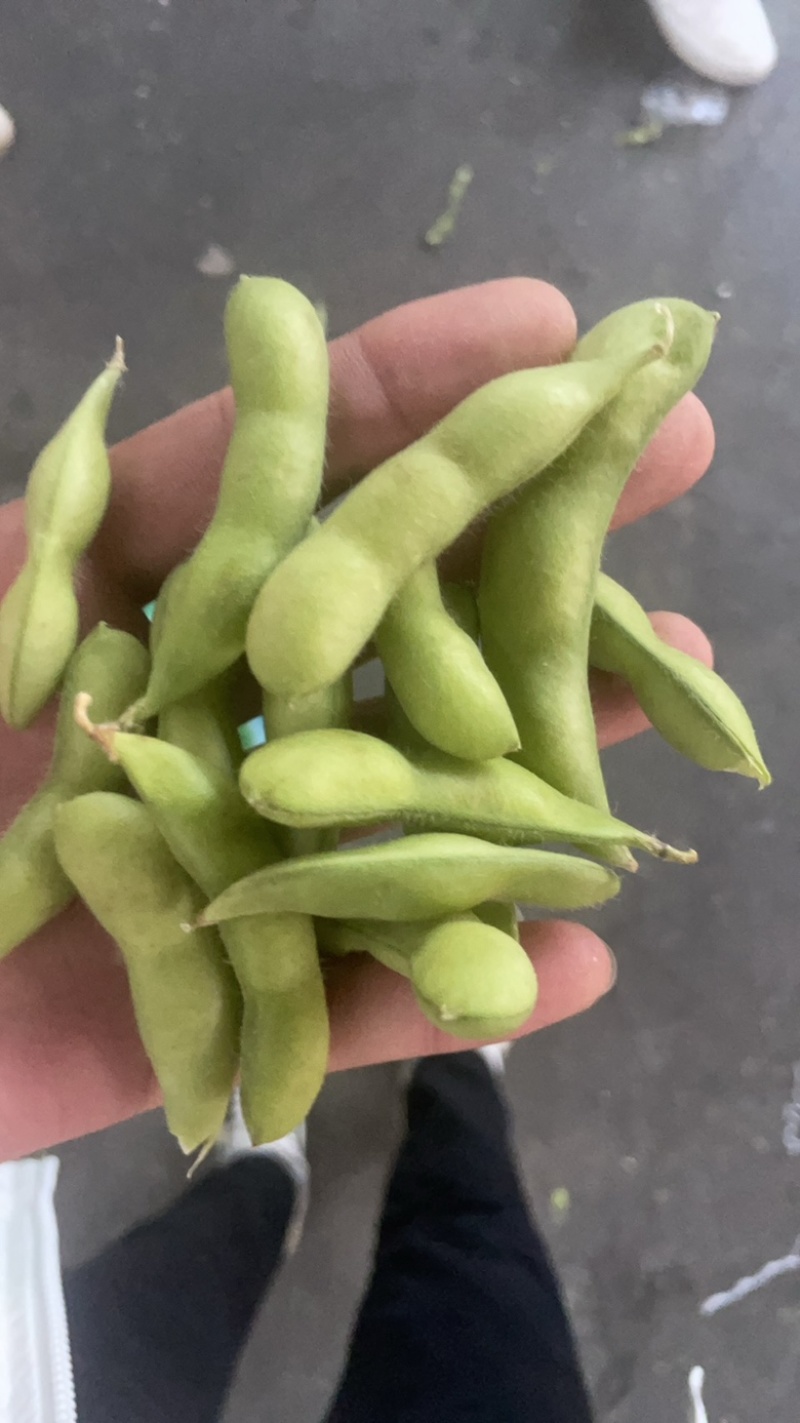 大量供精品64毛豆不段货嘉兴提货