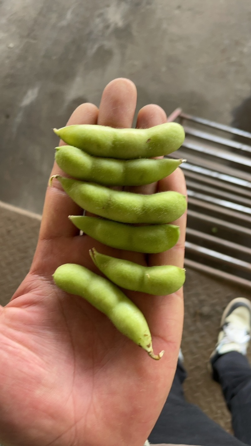大量供精品64毛豆不段货嘉兴提货