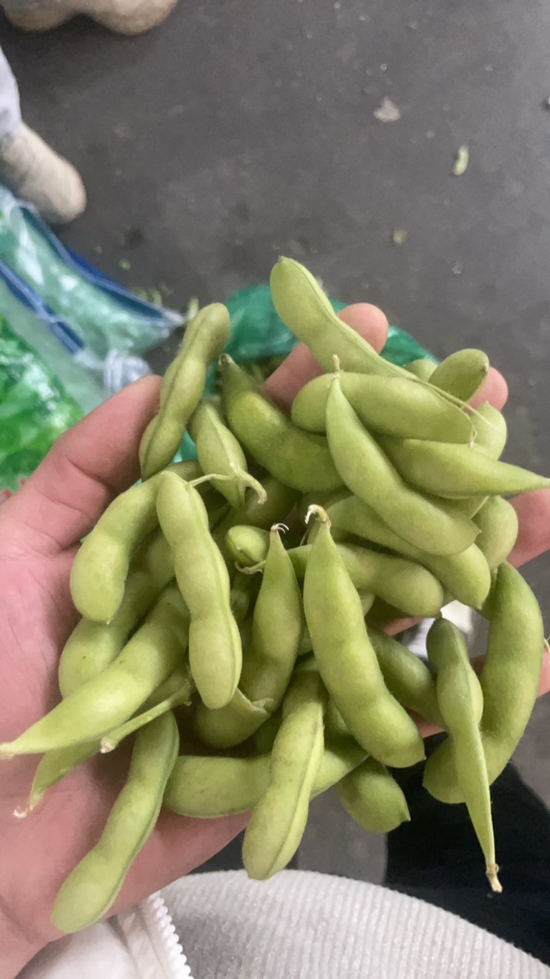 大量供精品64毛豆不段货嘉兴提货