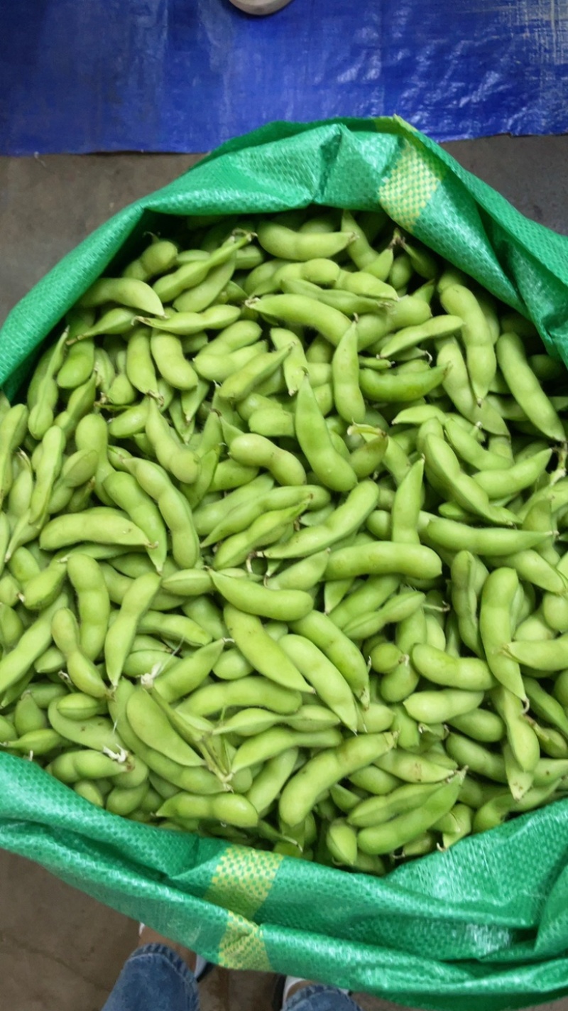 大量供精品64毛豆不段货嘉兴提货