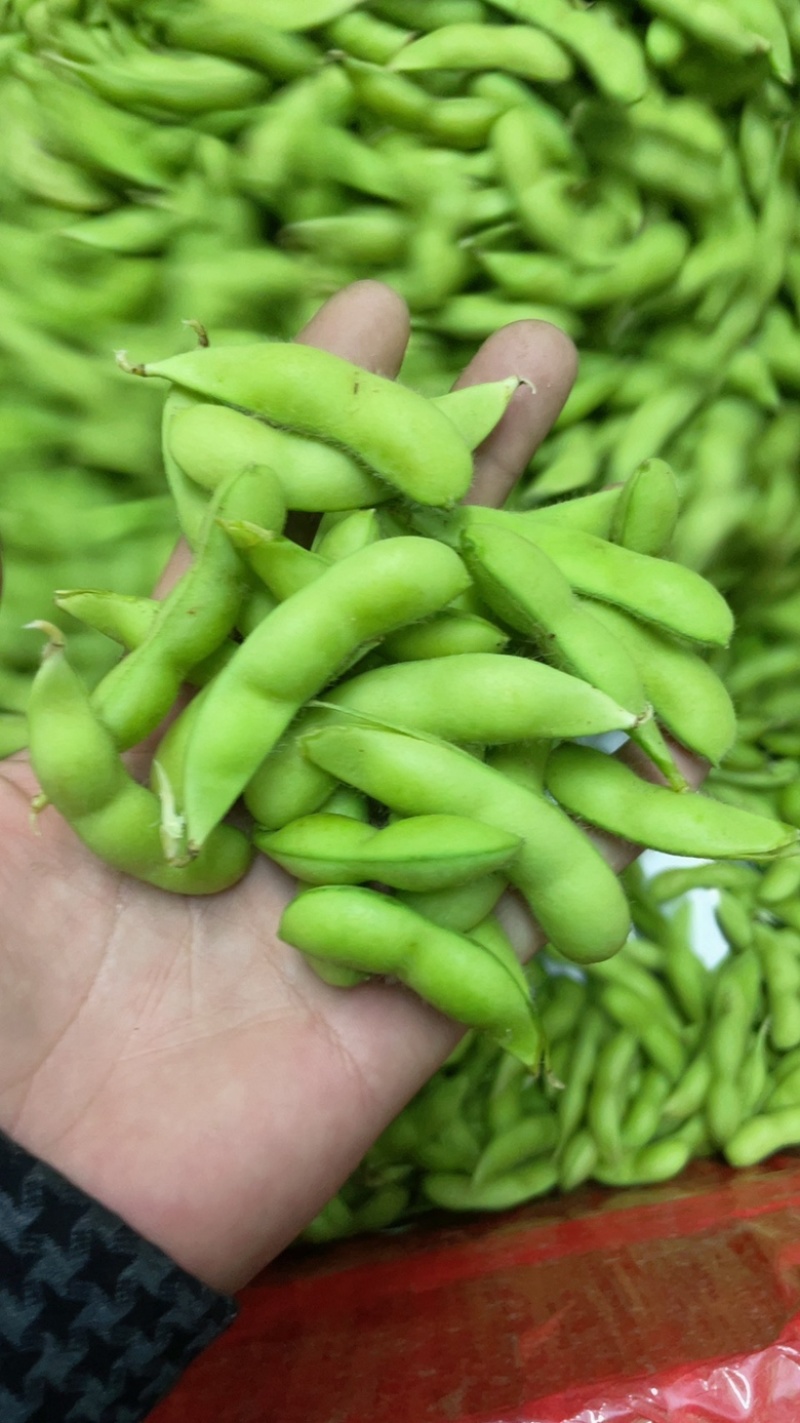大量供精品64毛豆不段货嘉兴提货