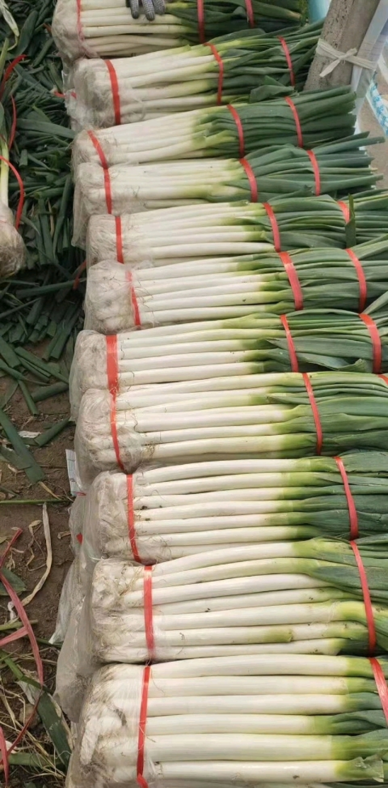 2025新野大葱新最价格行情走势新野钢葱铁杆大葱长白大葱