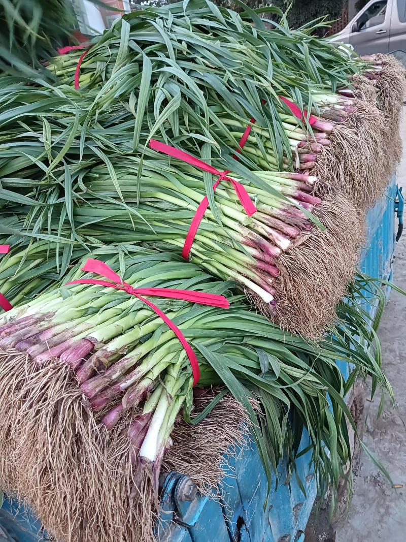 河南，优质红根蒜苗