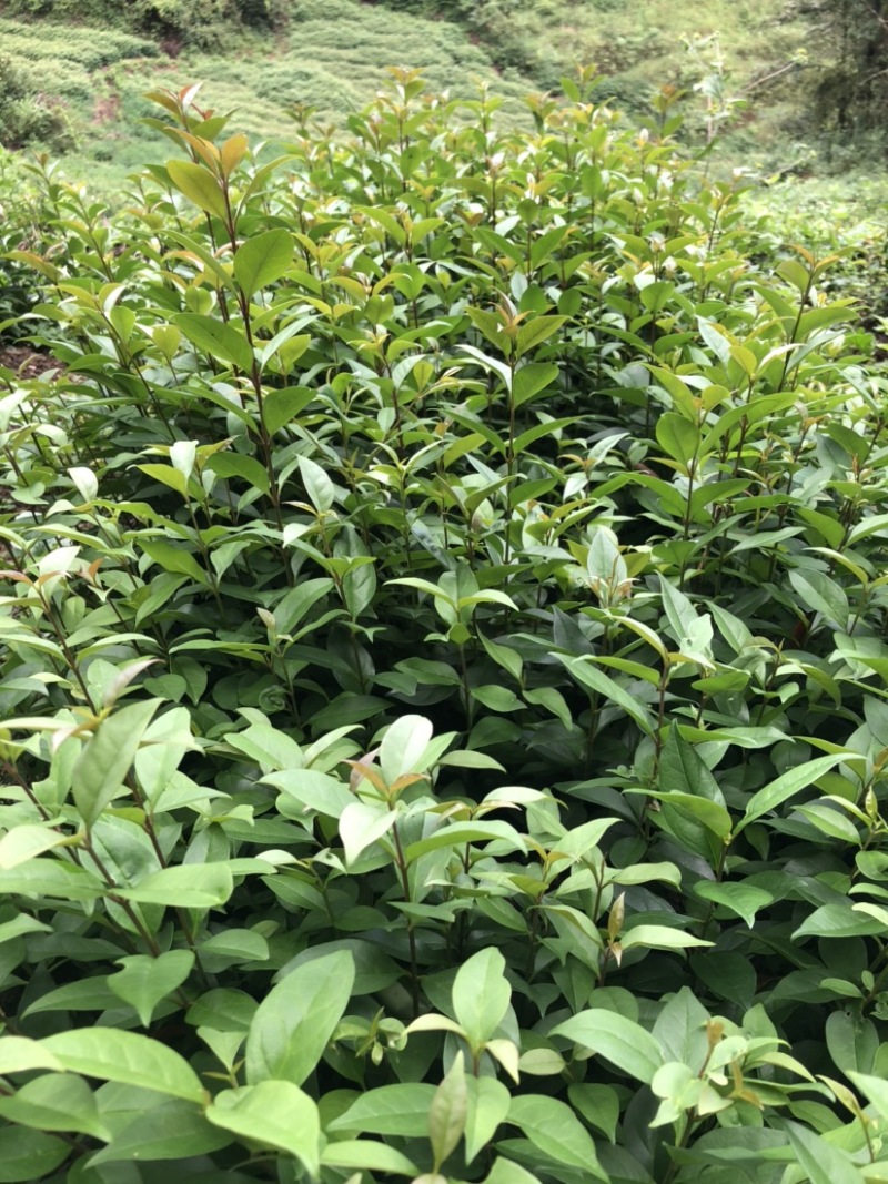 大叶女贞（自产自销，苗圃直供，价格美丽）