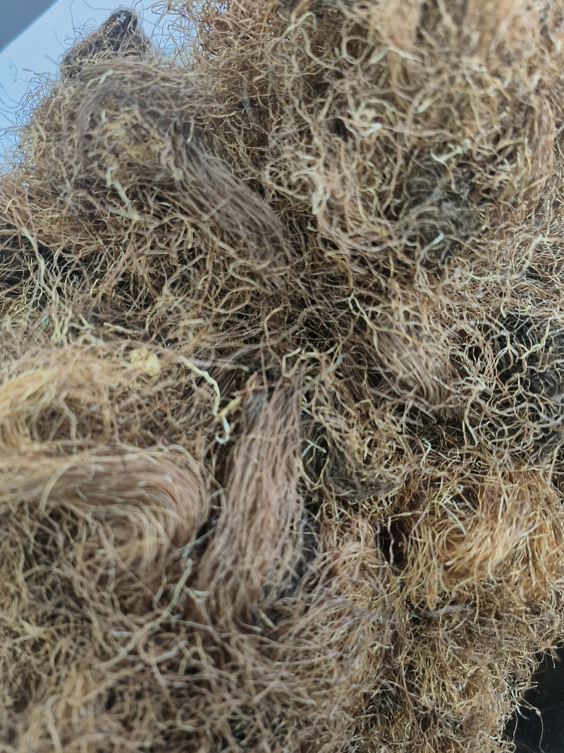 玉米须河南原产干净无杂质品质保证