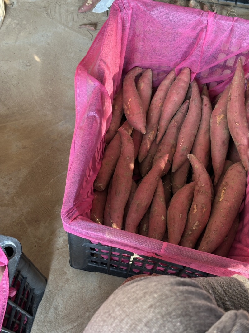 临近过年，最后冲刺精品西瓜红