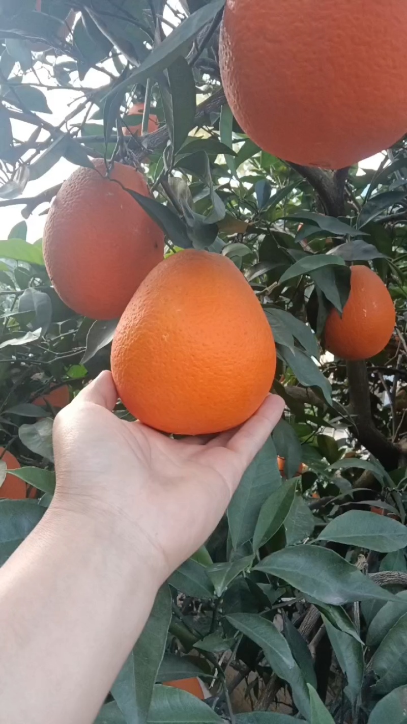 圆红，长红通貨，大量有貨需要的老板联系
