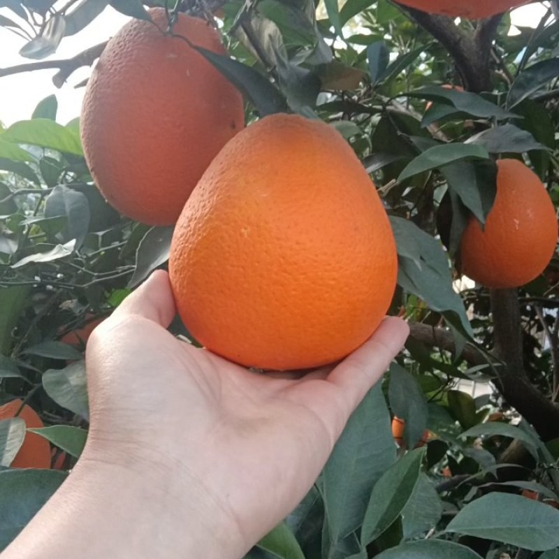 圆红，长红通貨，大量有貨需要的老板联系