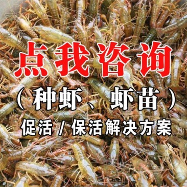 小龙虾苗种虾苗定价提醒进苗潜江虾苗