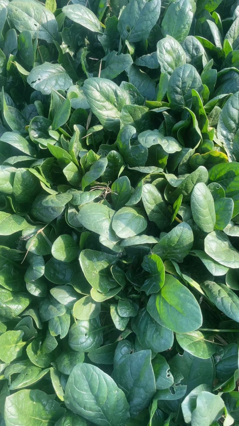 大棚精品趴地菠菜，自家种植