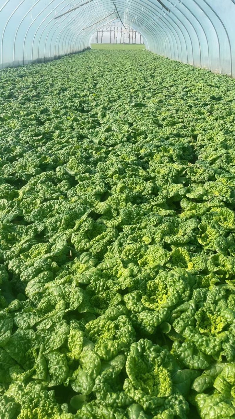 精品黄心菜，大棚种植