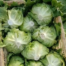 济南市商河县蔬菜种植大棚基地