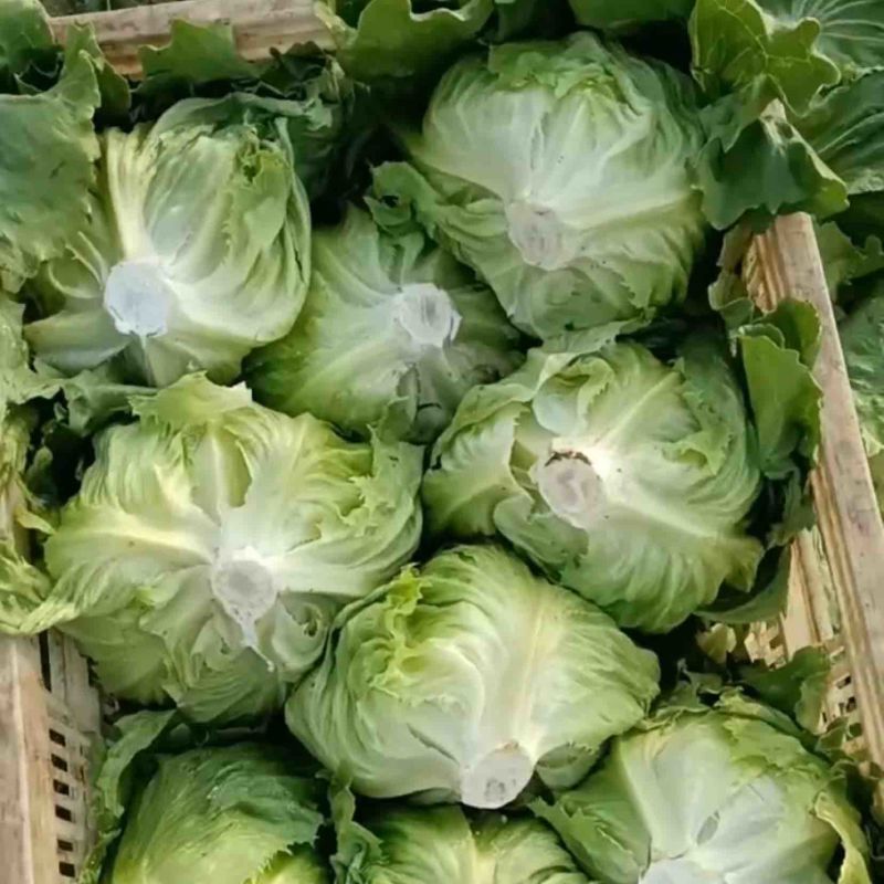 济南市商河县蔬菜种植大棚基地