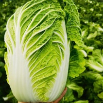 黄心大白菜整车配送河南南阳新野县，新鲜发货送货上门服务