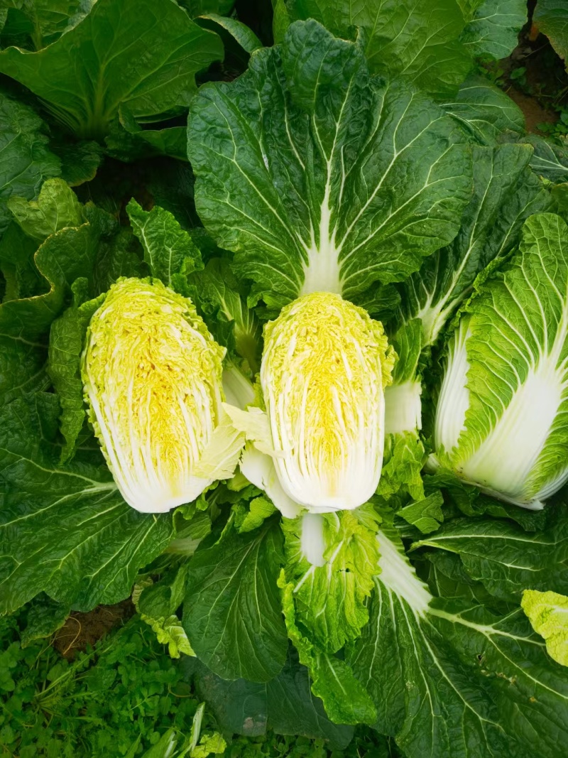 黄心大白菜整车配送河南南阳新野县，新鲜发货送货上门服务