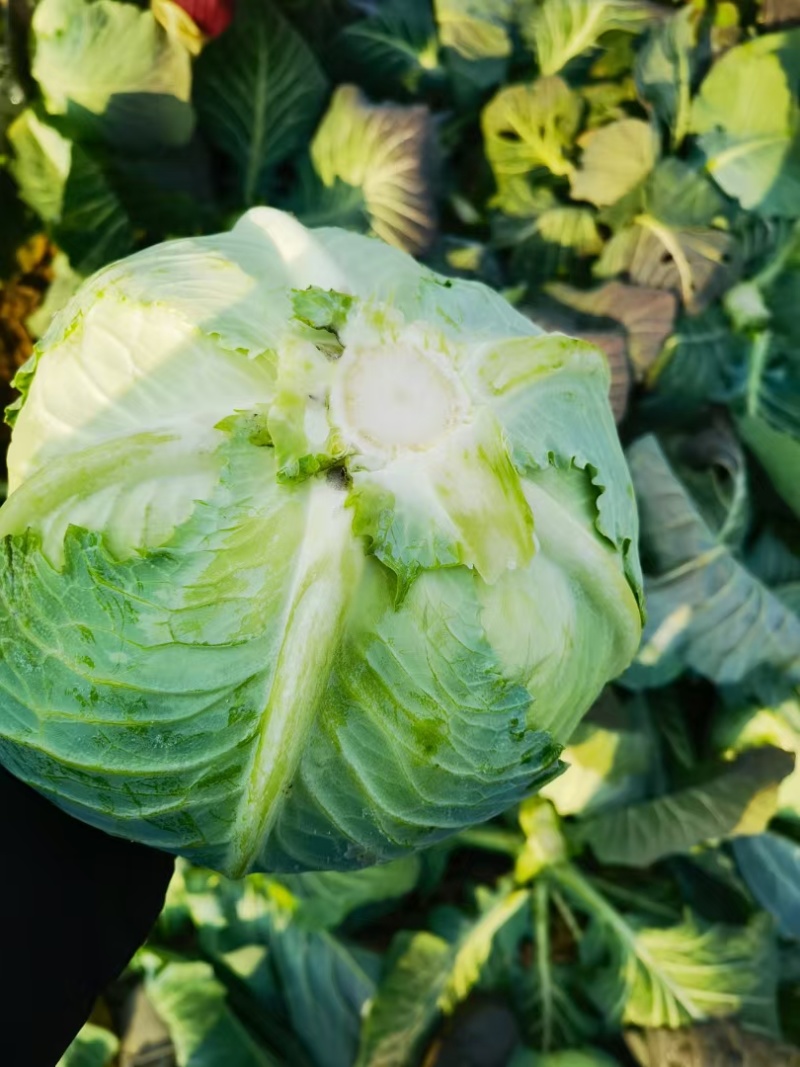 圆包菜整车送货上门河南省南阳市新野县新鲜蔬菜