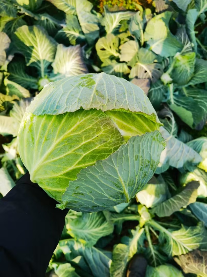 圆包菜整车送货上门河南省南阳市新野县新鲜蔬菜