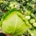 圆包菜整车送货上门河南省南阳市新野县新鲜蔬菜